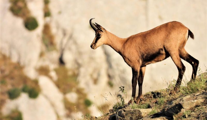 Η Κόνιτσα θα φιλοξενήσει το Διεθνές  Συνέδριο για το Βαλκανικό Αγριόγιδο 