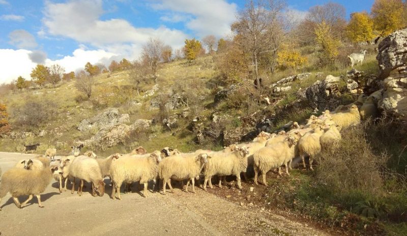 Να επανέλθει η δυνατότητα μετακίνησης  κτηνοτρόφων προς θερινούς βοσκότοπους