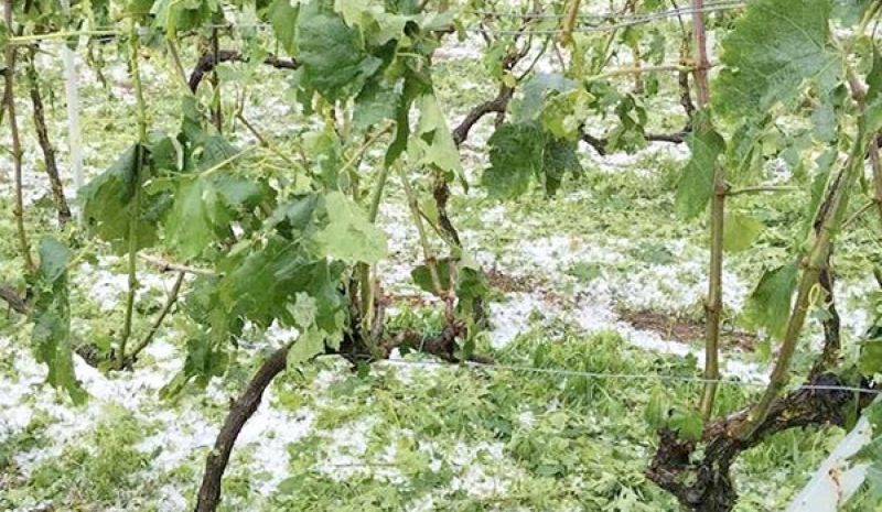 «Πληγές» απ’ το χαλάζι μετρούν οι αμπελοκαλλιεργητές Ζίτσας