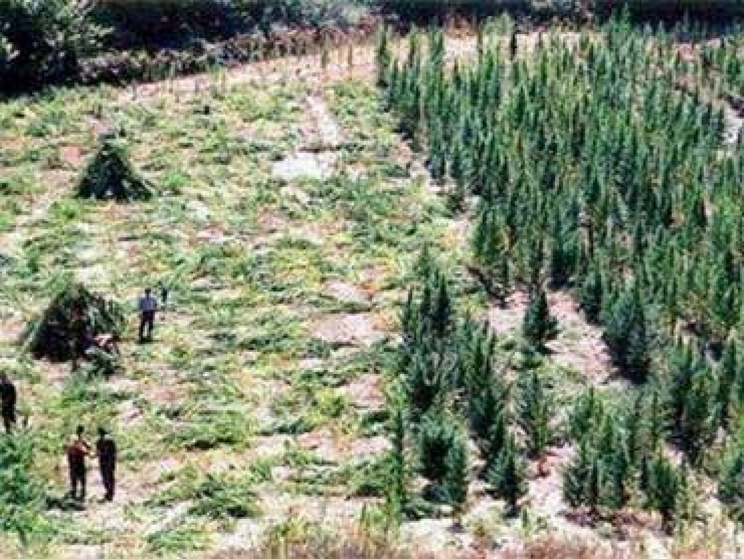 Η Αλβανία για 27η φορά άνοιξε πόλεμο για τις χασισοφυτείες!