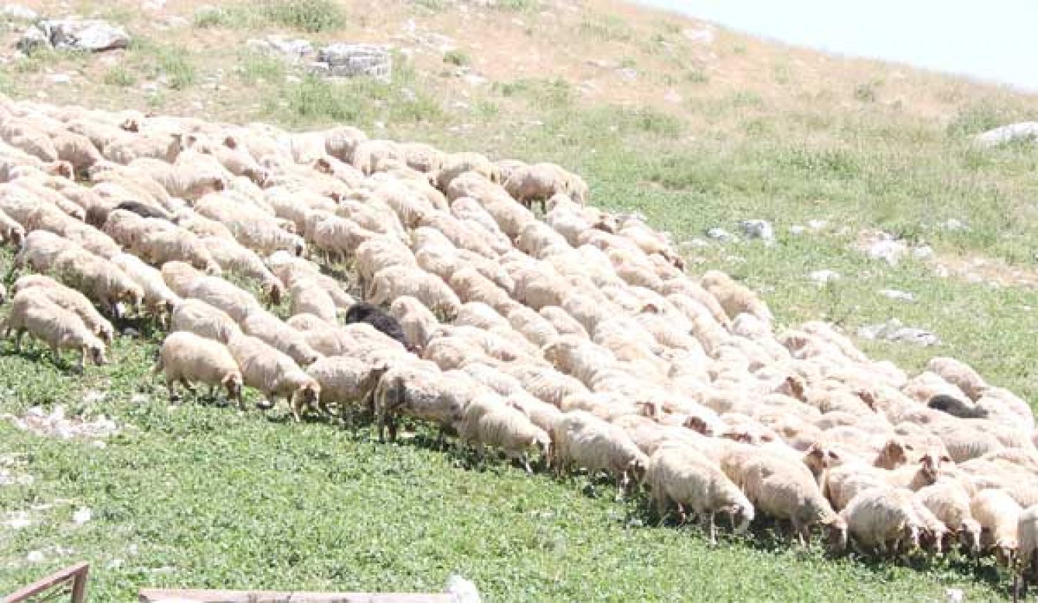 Η Ήπειρος σε κλοιό καταρροϊκού πυρετού