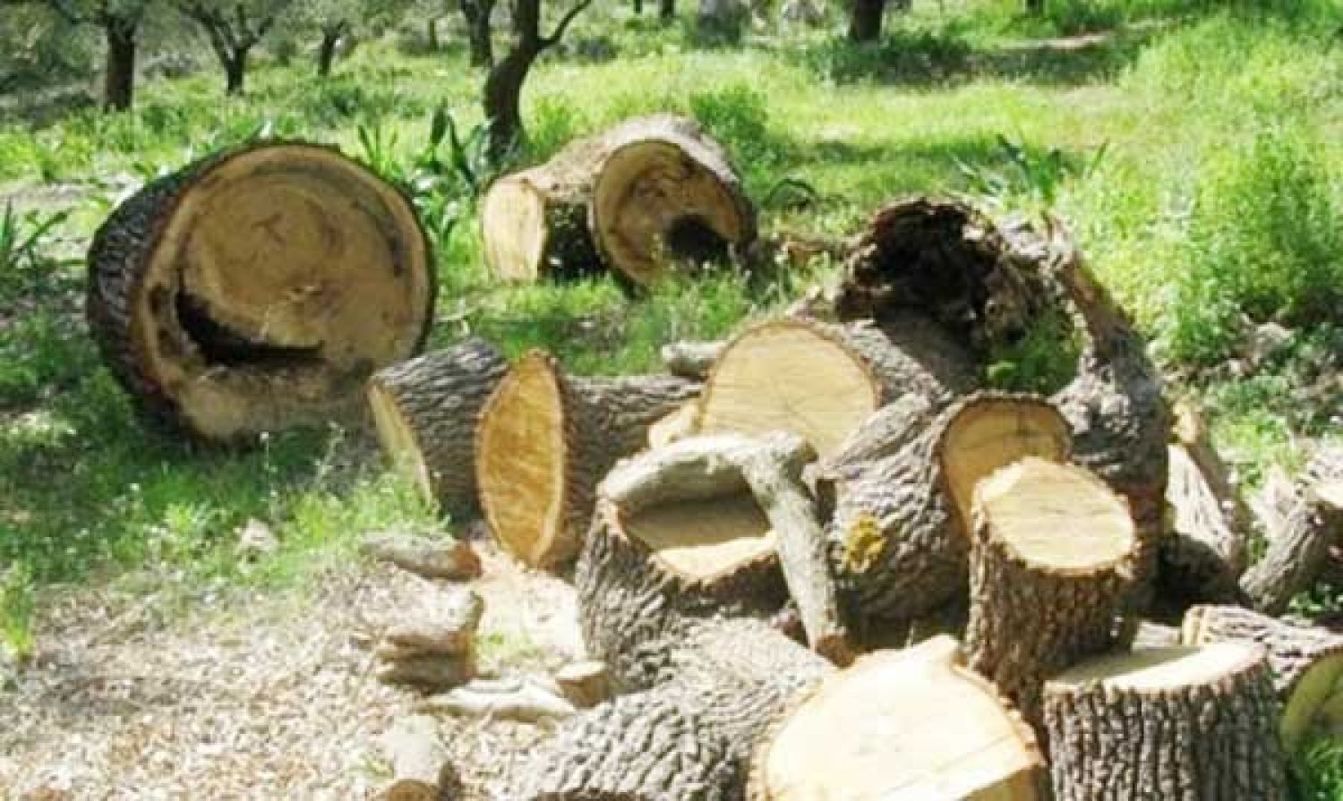 Μας στερούν και το μεροκάματο οι αρμόδιοι του Δασαρχείου Κόνιτσας