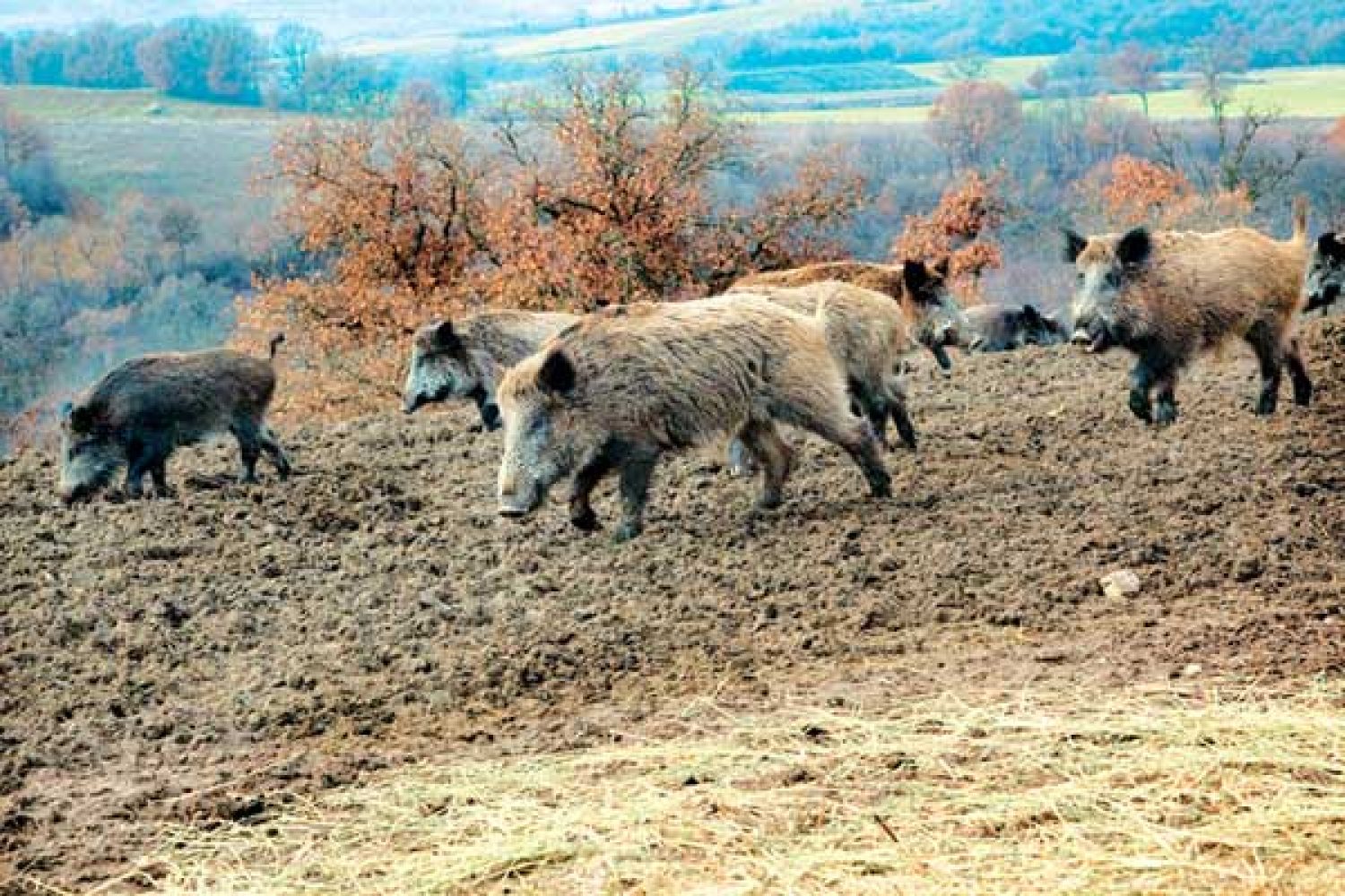 Αγριογούρουνα απ’ την Αλβανία θα… πλημμυρίσουν την Ήπειρο!