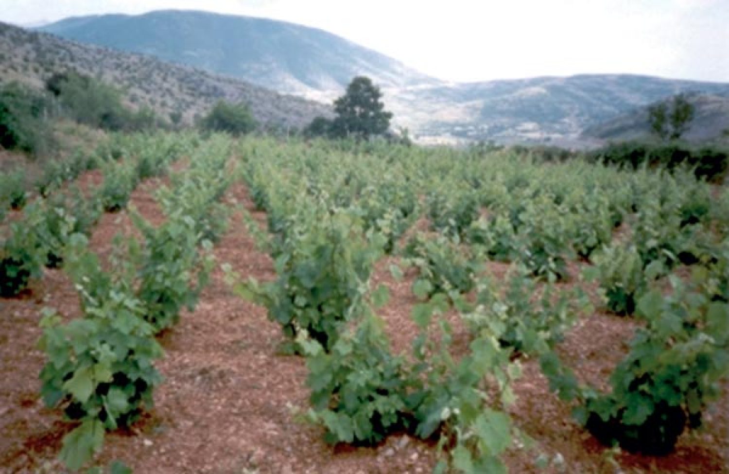 STOP στη φθίνουσα πορεία της αμπελουργίας Ζίτσας