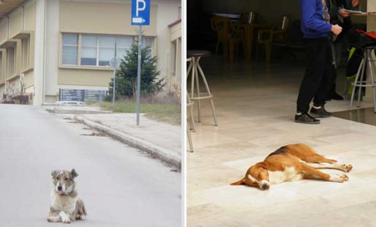 Ανεξέλεγκτο το πρόβλημα με τα αδέσποτα στα Γιάννενα!