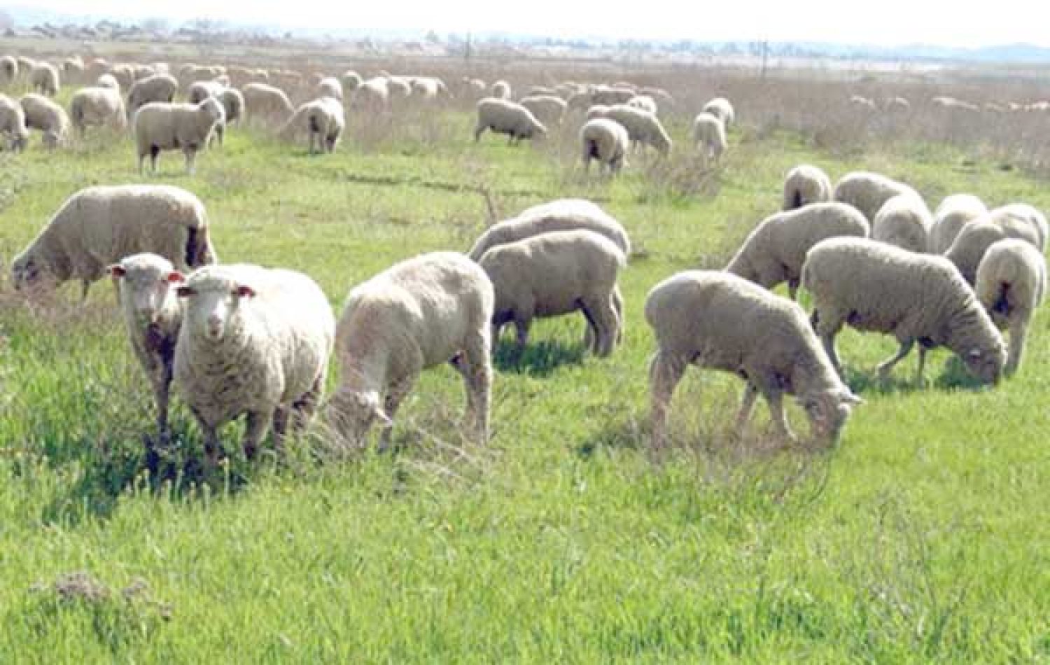 Η ΑΓΡΟΤΟ-ΚΤΗΝΟΤΡΟΦΙΑ… ΜΟΝΟΔΡΟΜΟΣ