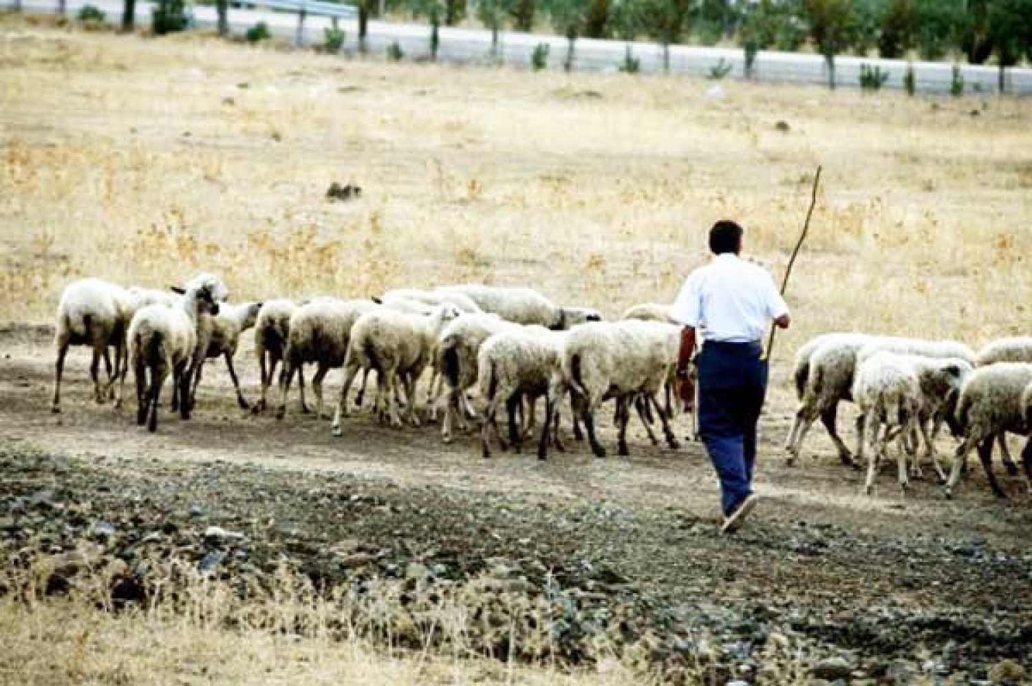 ΤΙΣ ΕΠΙΔΟΤΗΣΕΙΣ ΑΓΡΟΤΩΝ «ΤΡΩΝΕ» ΟΙ ΦΟΡΟΙ!