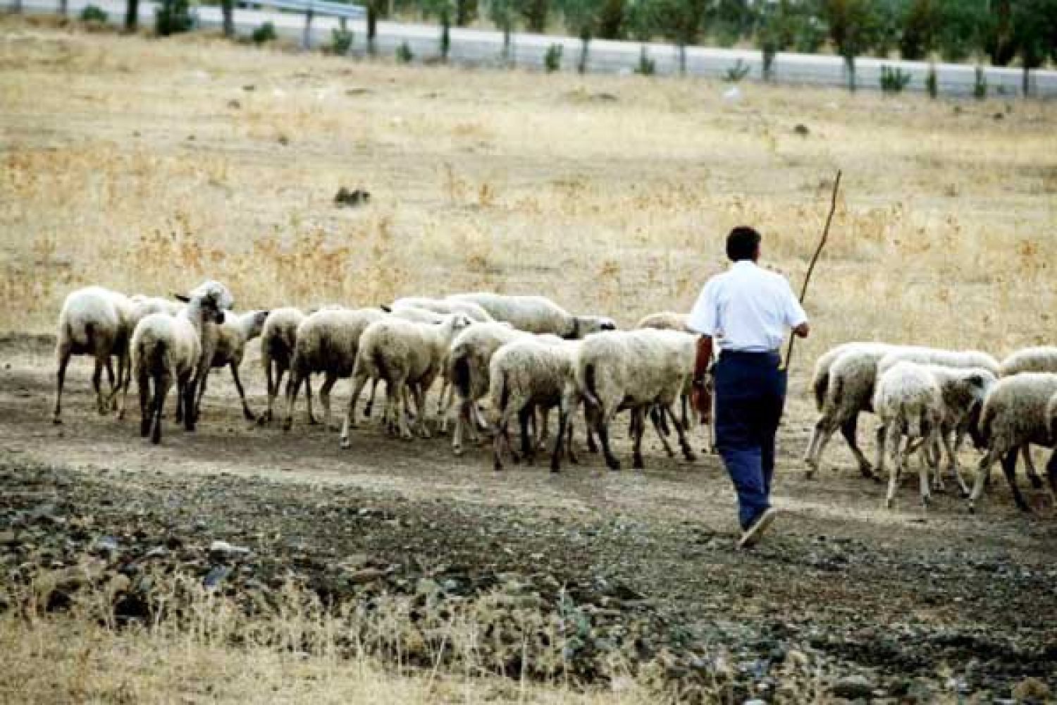 ΣΩΣΤΕ ΤΗΝ ΗΠΕΙΡΩΤΙΚΗ ΚΤΗΝΟΤΡΟΦΙΑ!