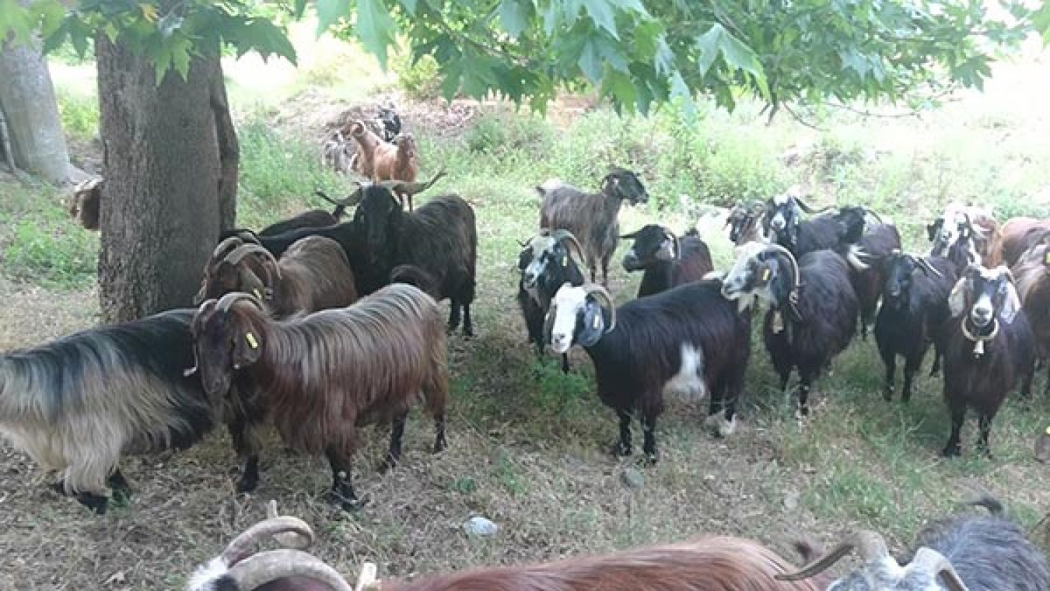 Οι κτηνοτρόφοι της Ηπείρου οδηγούνται σε πλήρη αφανισμό!