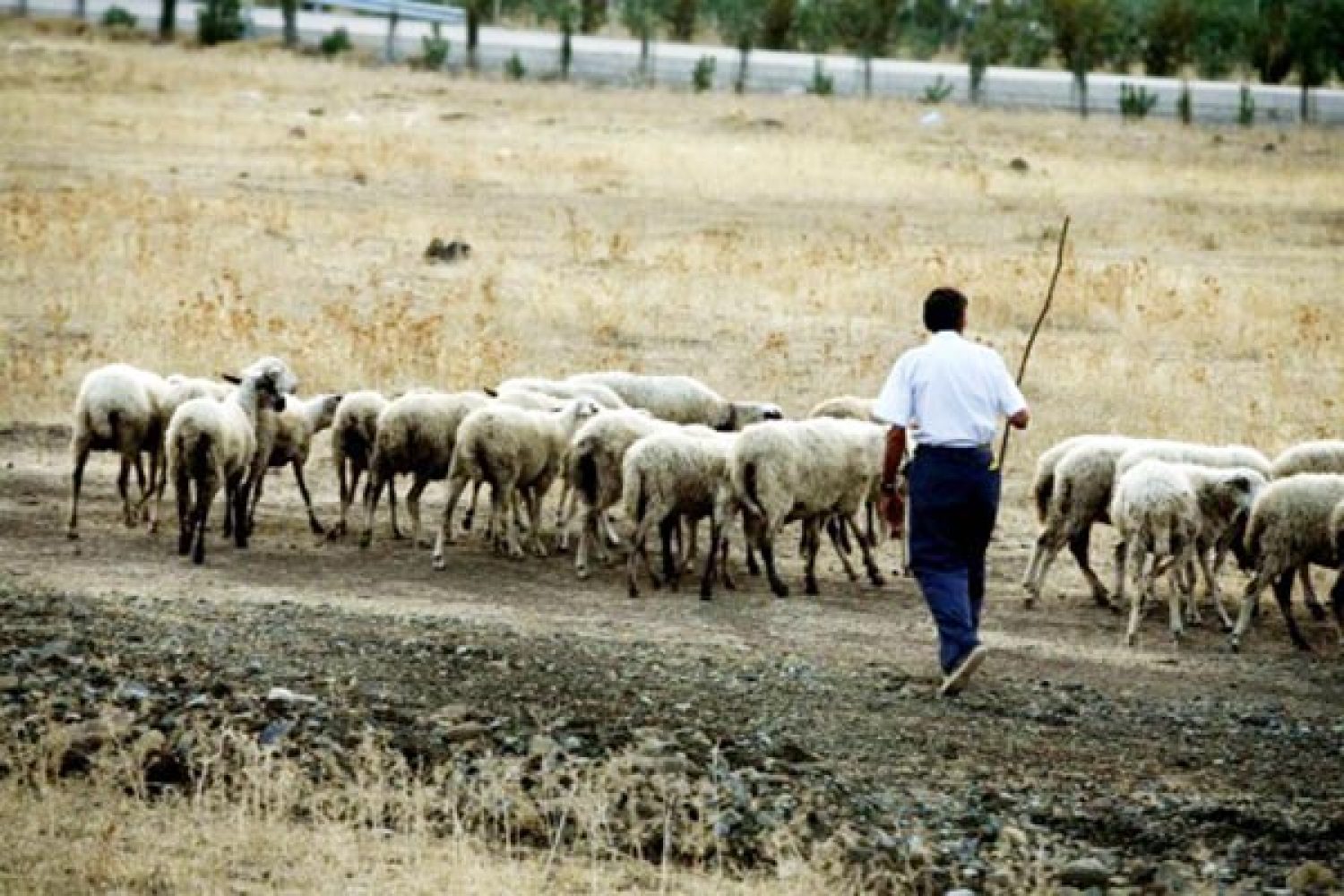 Κίνδυνος να χαθούν ευρωπ. κονδύλια για τους αγροτο-κτηνοτρόφους μας!