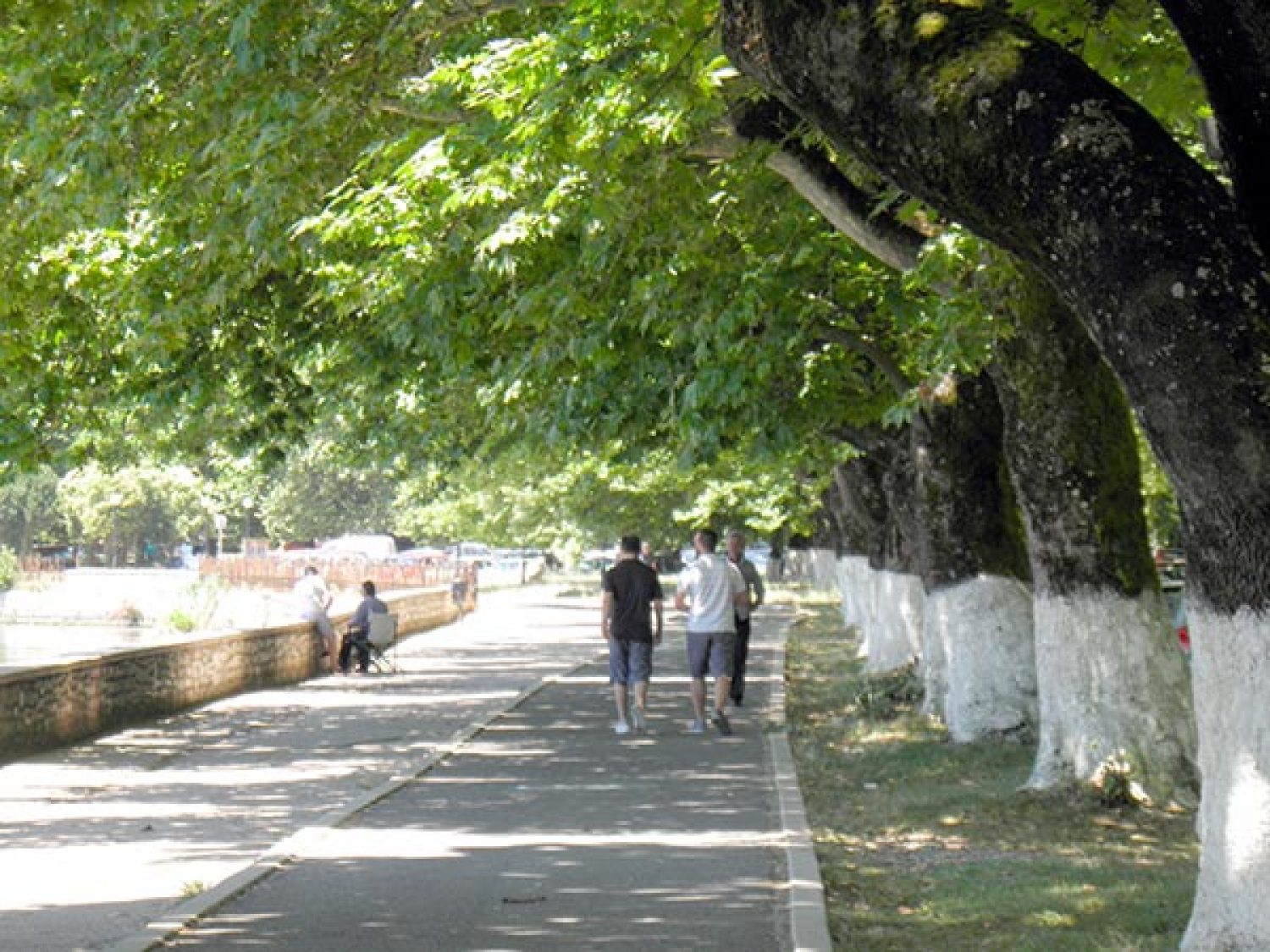 «Εγρήγορση» μόνο στα λόγια για τα πλατάνια του Μόλου!