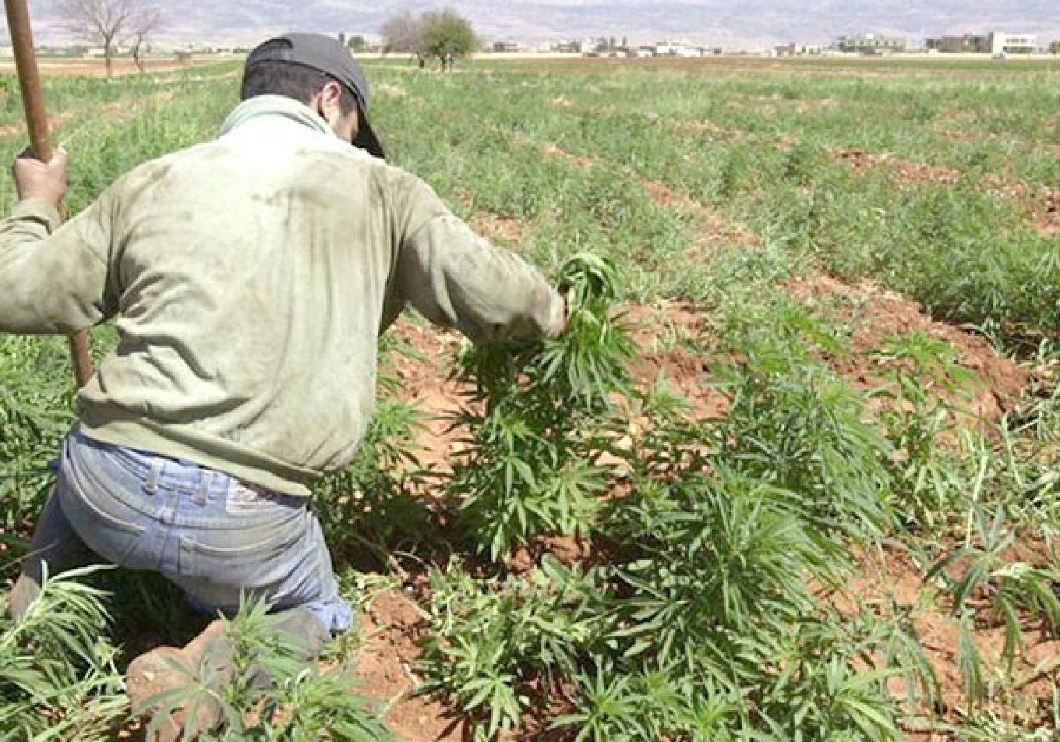 Ορθάνοιχτος ο δρόμος του χασίς από την Αλβανία στην Ευρώπη!