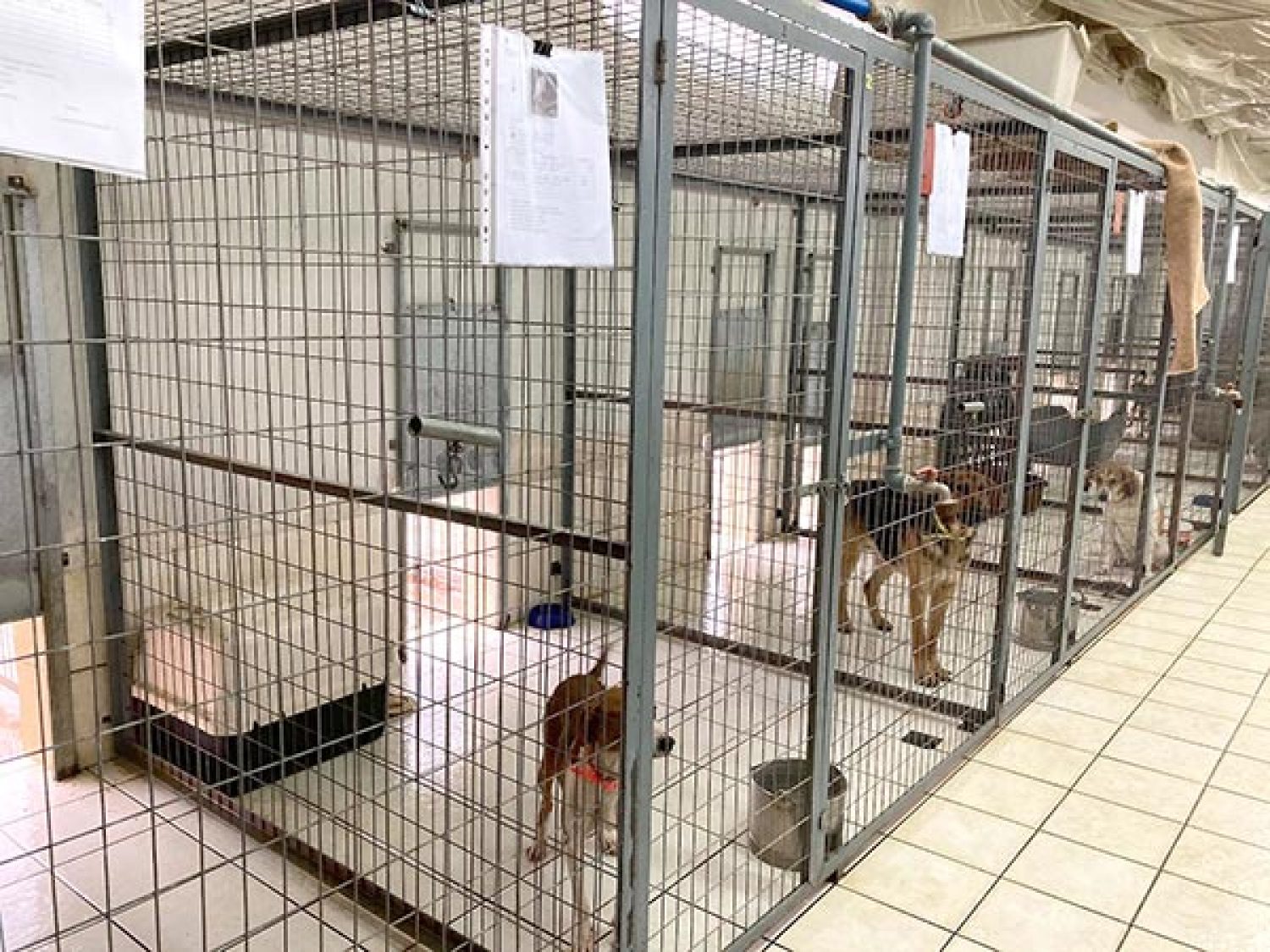 Ημέρες υιοθεσίας ζώων από το κυνοκομείο Δήμου Ιωαννιτών