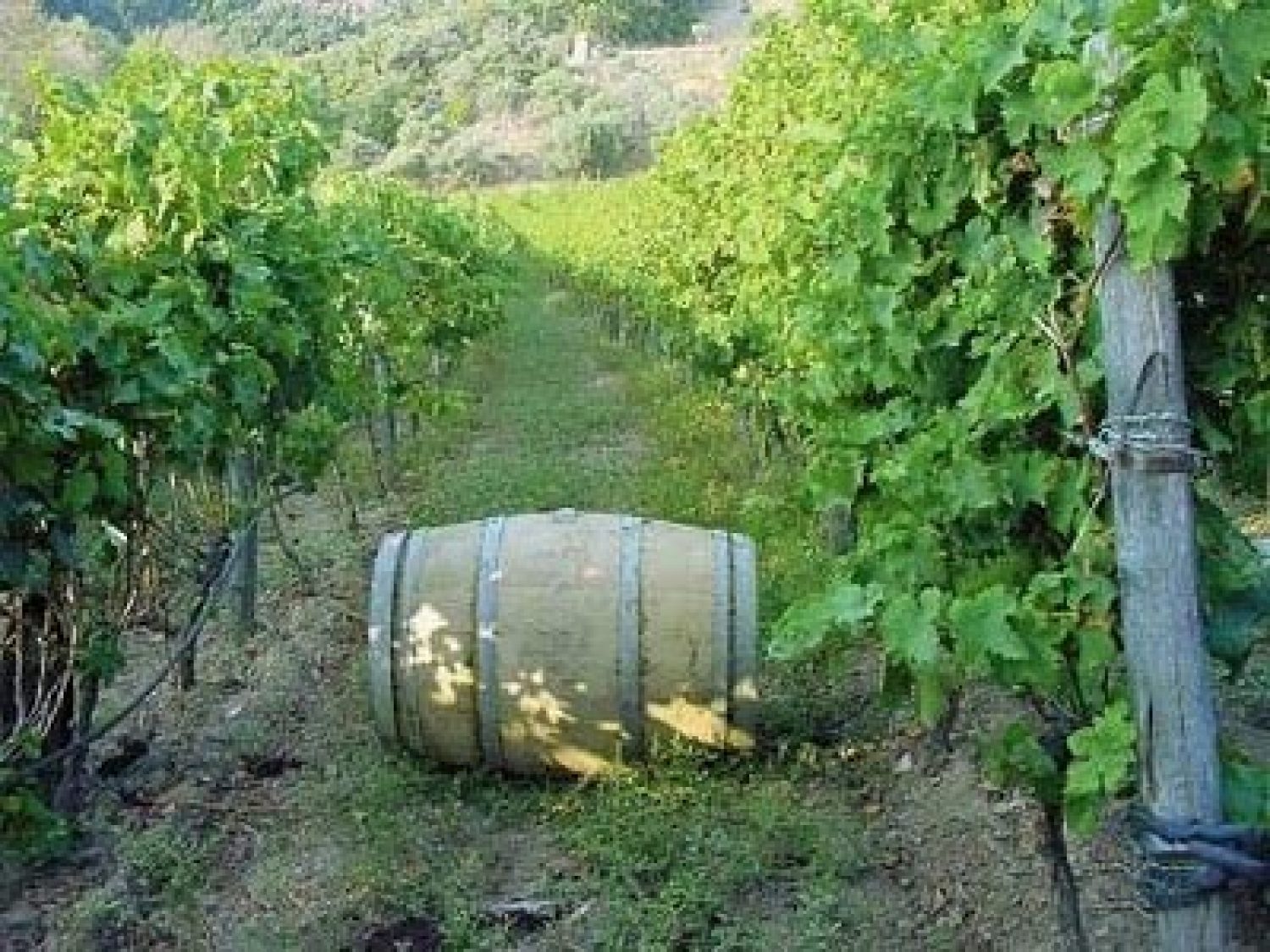 Συνάντηση των αποσταγματοποιών και αμπελοκαλλιεργητών Ηπείρου