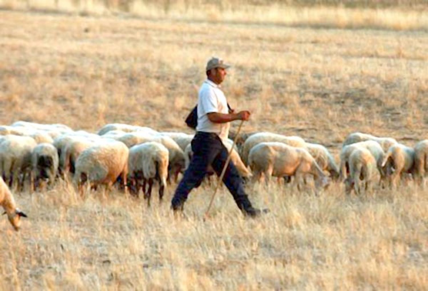 Ισορροπία σε… τεντωμένο σχοινί για τον κλάδο της Κτηνοτροφίας!