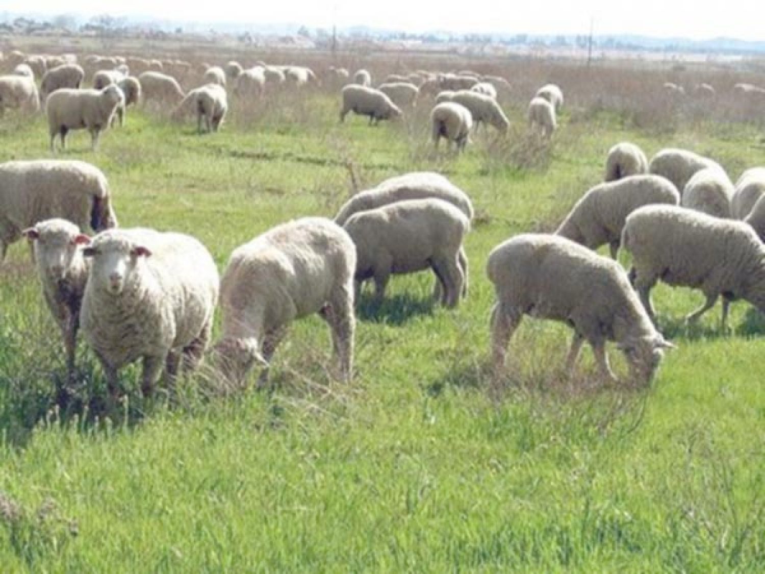 Τα άκοπα χόρτα, εγκληματική αμέλεια Δήμου και ιδιωτών!