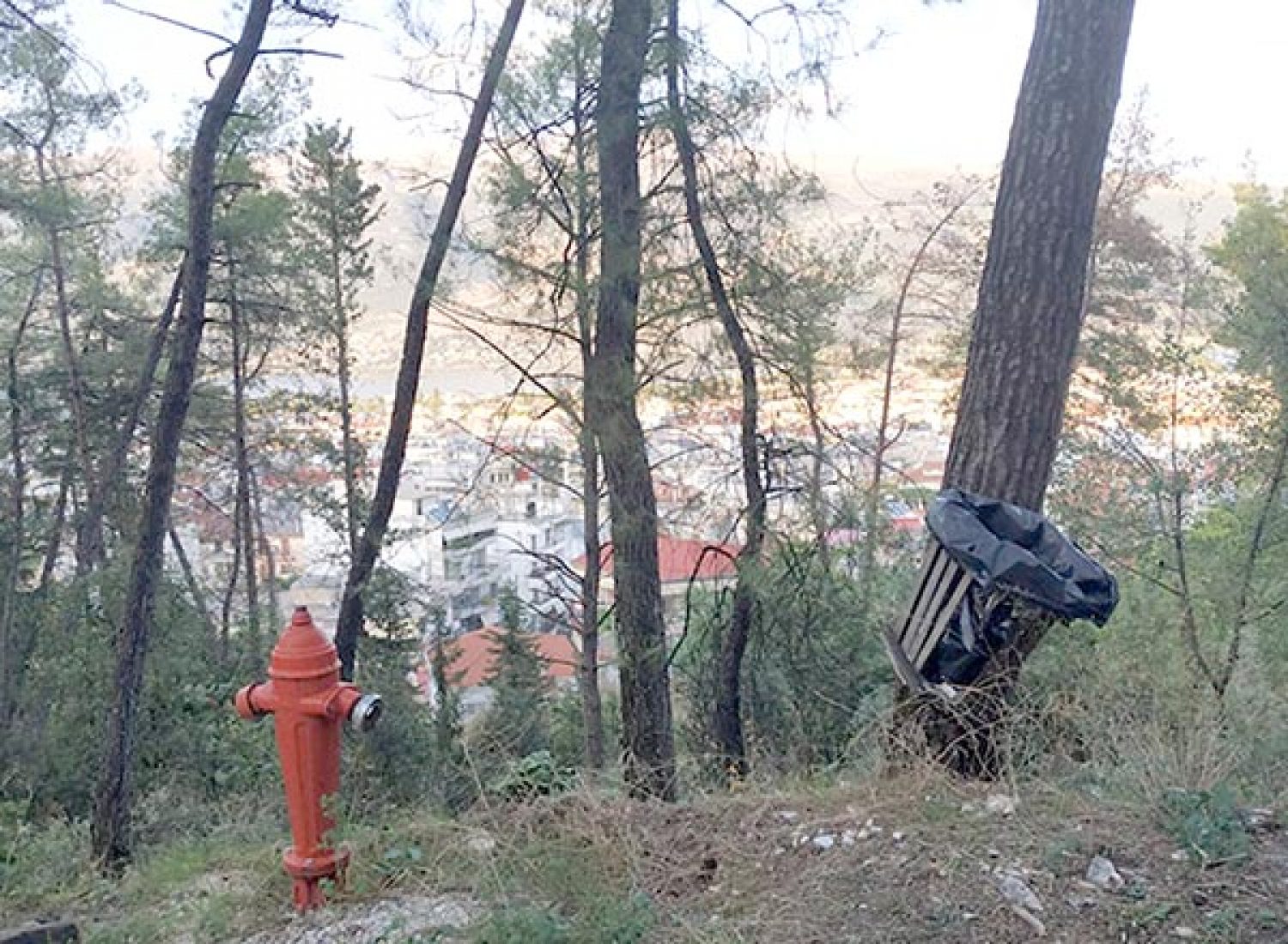 ΘΩΡΑΚΙΖΕΤΑΙ ΤΟ ΔΑΣΥΛΛΙΟ ΙΩΑΝΝΙΝΩΝ!