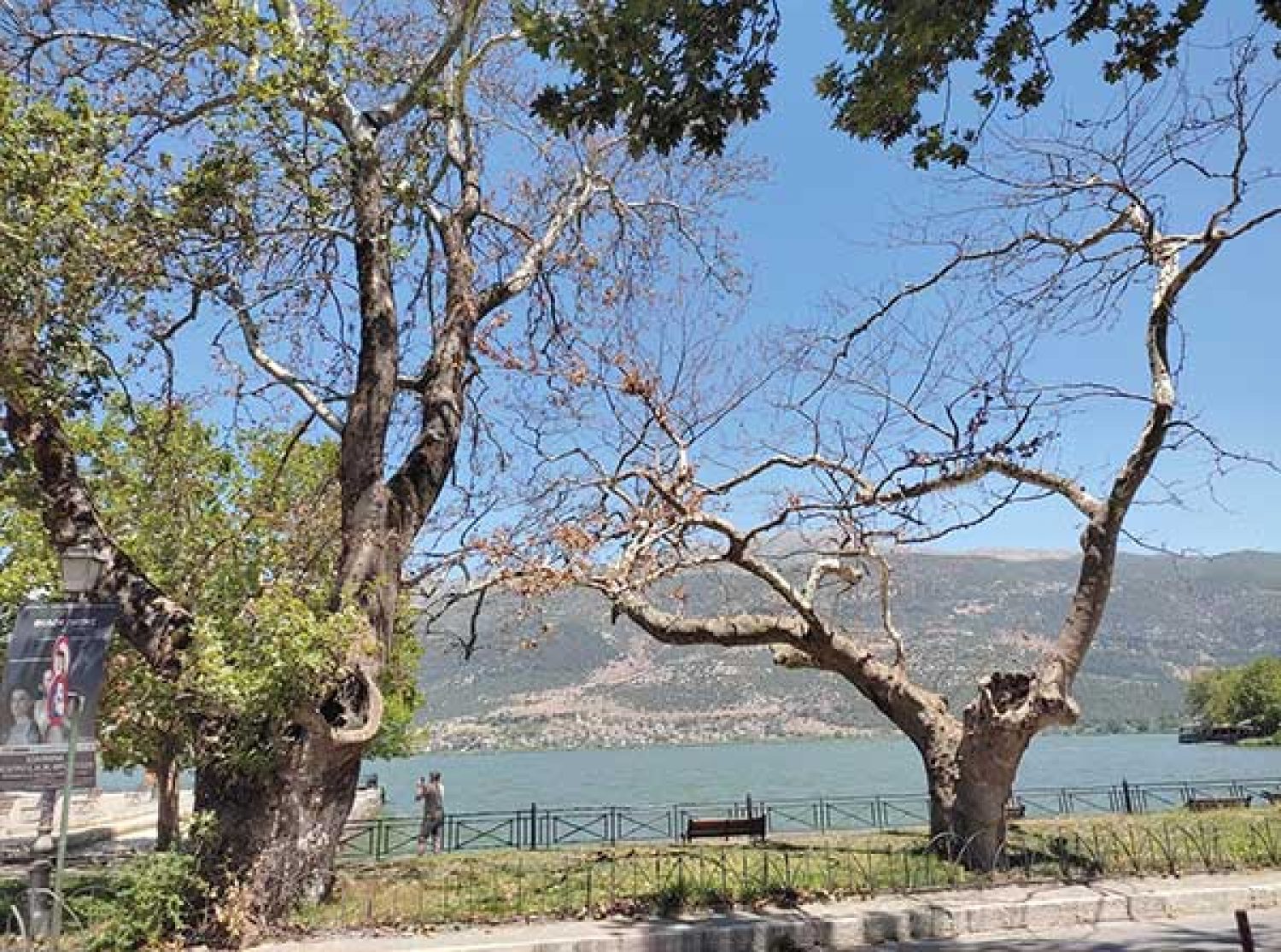 Τα Γιάννενα χάνουν συνεχώς πλατάνια λόγω της ασθένειας που τα νεκρώνει!