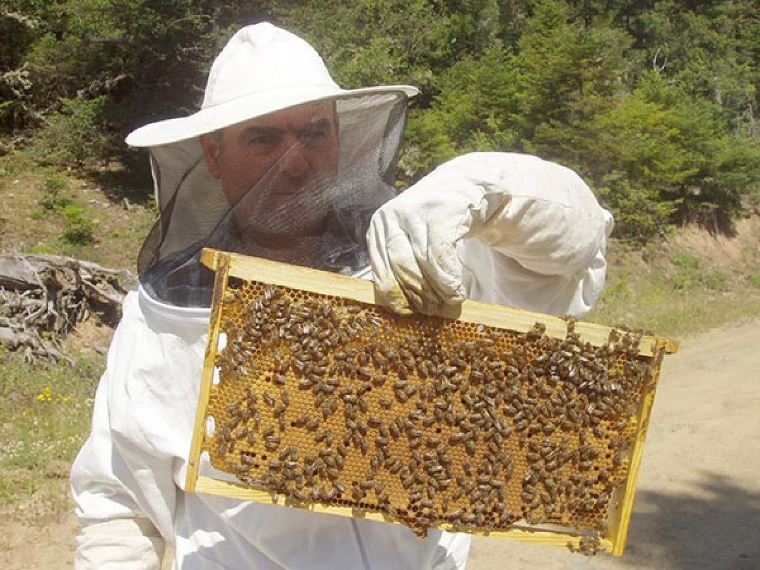 Πρόγραμμα κατάρτισης στη μελισσοκομία