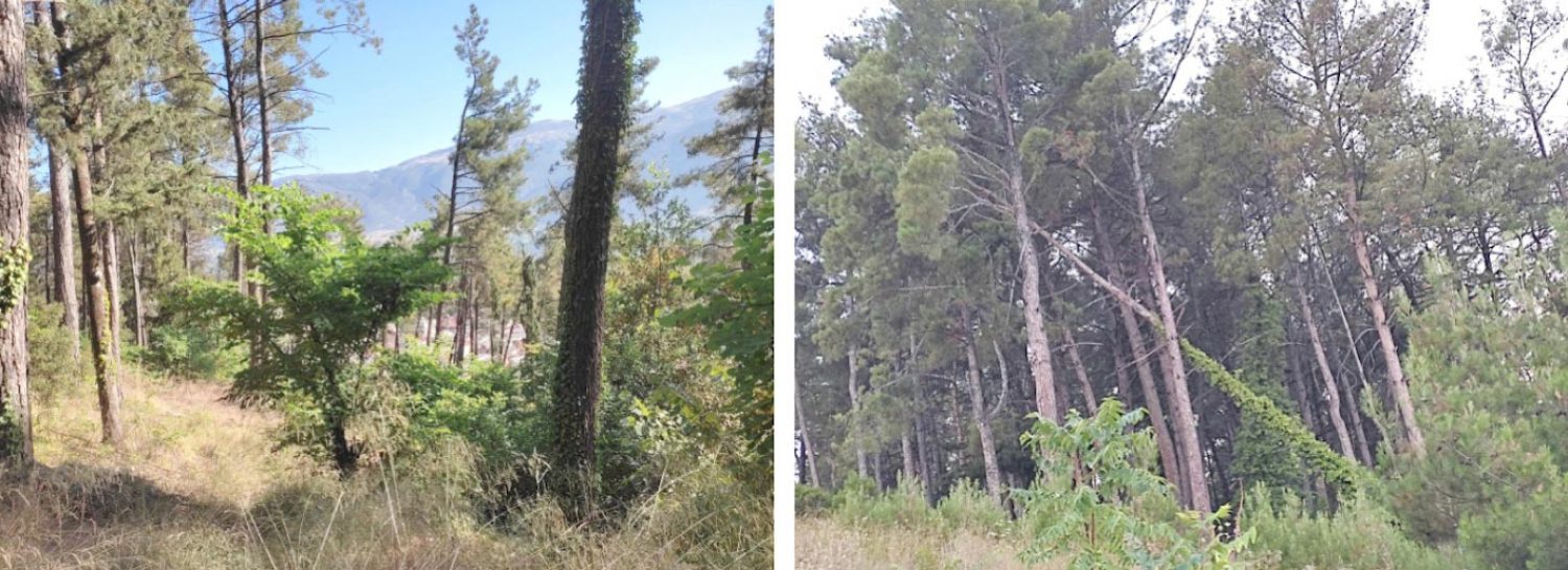 SOS ΓΙΑ ΤΟ ΔΑΣΥΛΛΙΟ ΙΩΑΝΝΙΝΩΝ!