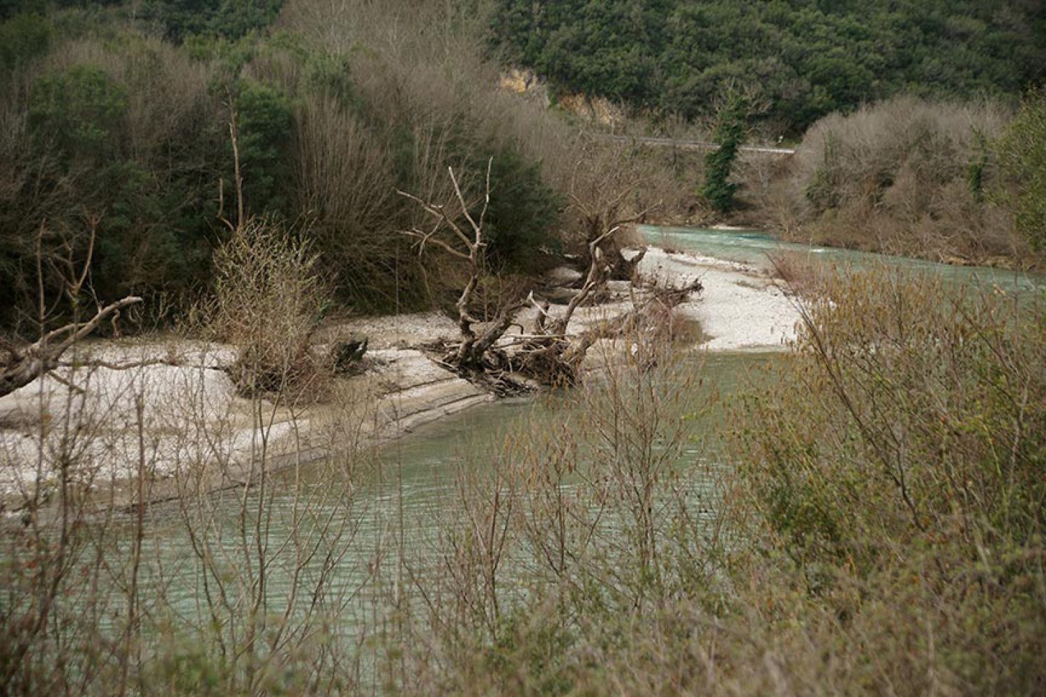 Το μεταχρωματικό έλκος… θερίζει τα πλατάνια σ’ ολόκληρη την Ήπειρο!