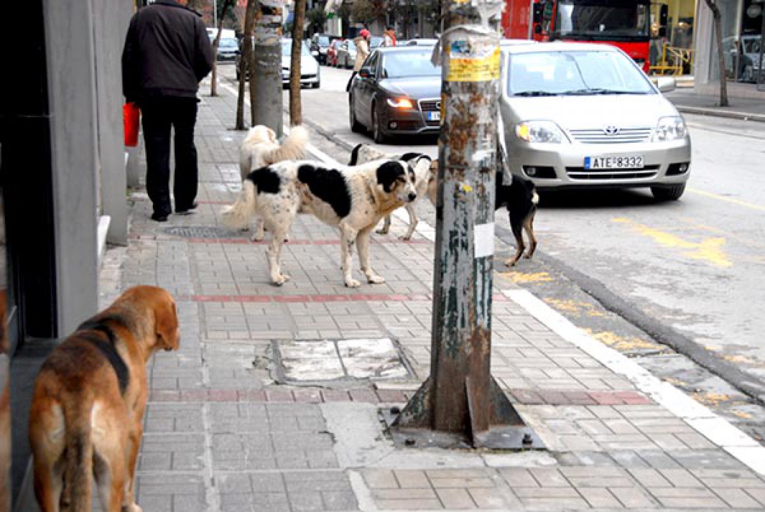 Καταγραφή, στείρωση και υιοθεσίες θα μειώσουν τ’ αδέσποτα στα Γιάννενα