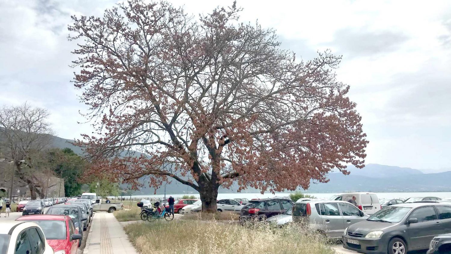Μαζί με τα πλατάνια… πεθαίνουν πλέον και τα έλατα στην Ήπειρο!