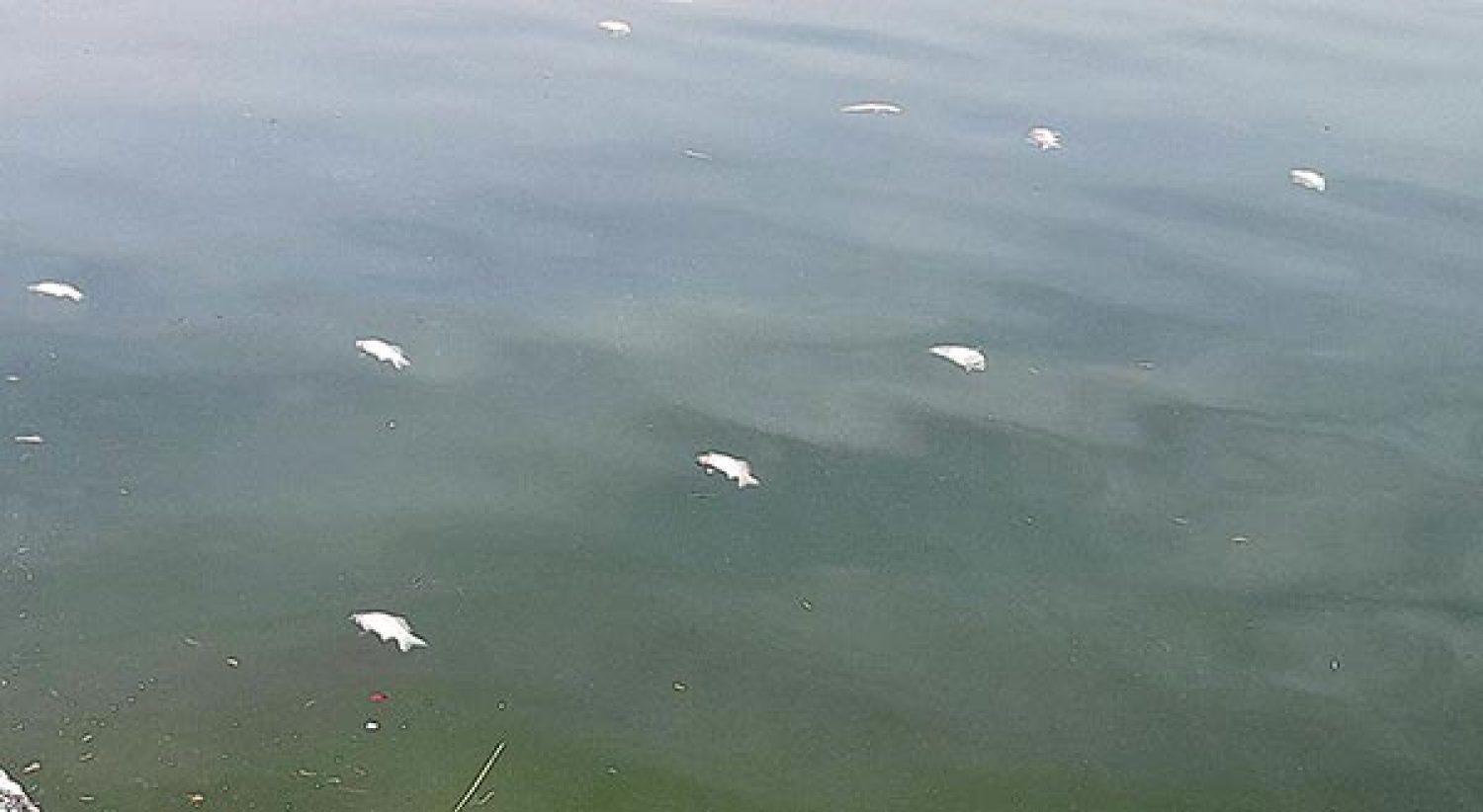 Συναγερμός και ανησυχία για τα νεκρά ψάρια στην Παμβώτιδα!