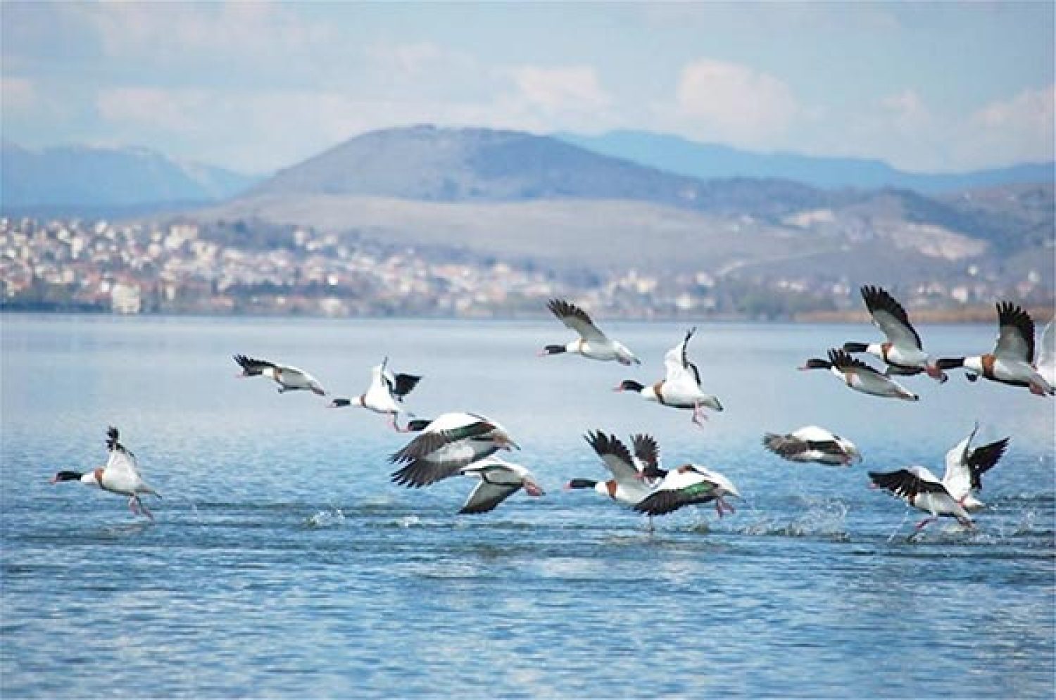 ΛΙΜΝΗ ΠΑΜΒΩΤΙΔΑ: Πρώτα πρέπει να αποκατασταθεί το οικοσύστημά της!