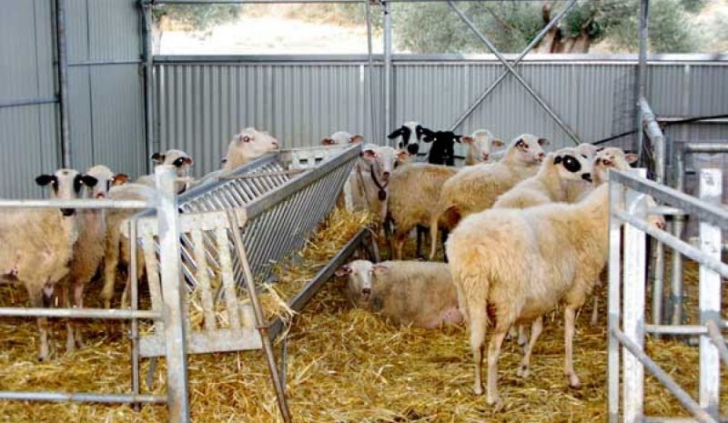 Θα αποζημιωθούν οι κτηνοτρόφοι για απώλειες από τον καταρροϊκό πυρετό!