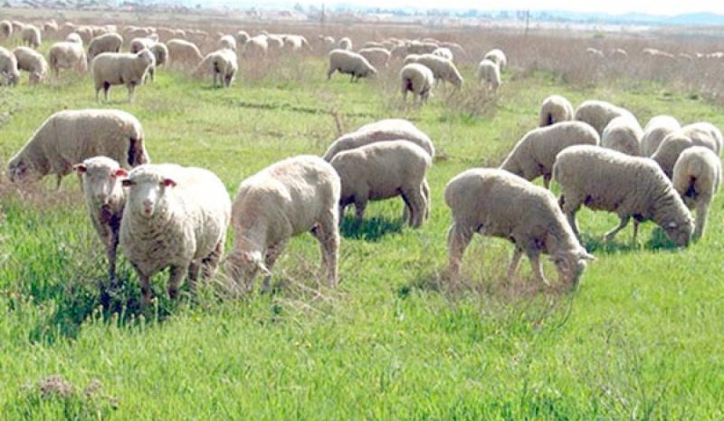Πρότυπη φάρμα αιγοπροβάτων από την γαλακτοβιομηχανία «ΗΠΕΙΡΟΣ