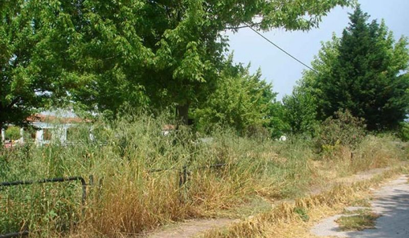 Ο Δήμος Ιωαννιτών να καθαρίσει τα χόρτα 