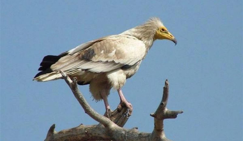 Το Κουκάλογο εκλείπει  και από την Ήπειρο!