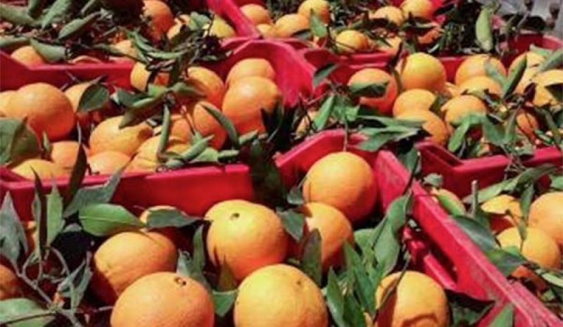 «Καμπανάκι» στην Ε.Ε. για τα εσπεριδοειδή