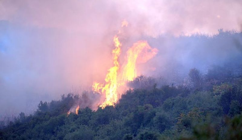 Καταστράφηκε δάσος στο  «Γαλάζιο Μάτι» του Δελβίνου 