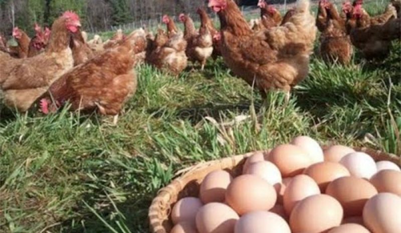Διεπαγγελματική Οργάνωση θέλουν  και οι Έλληνες αυγοπαραγωγοί!
