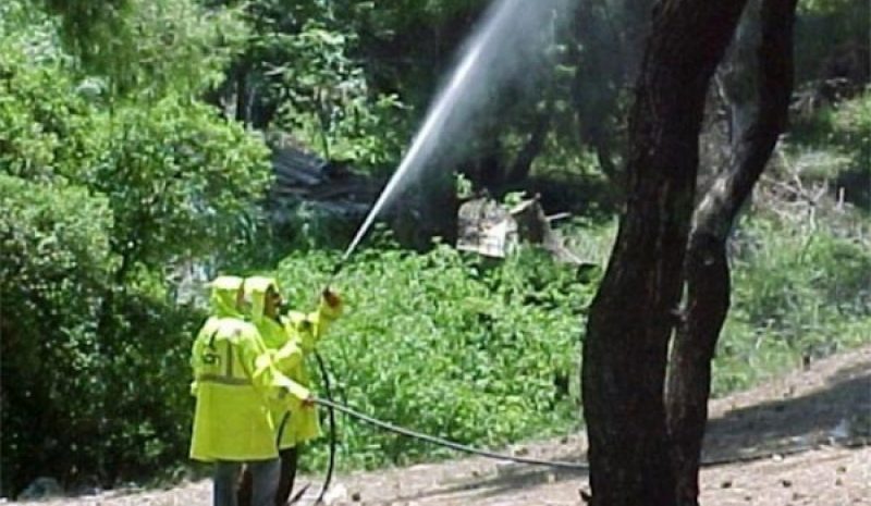 Ψεκασμός ελαιόδεντρων  στην Π.Ε. Θεσπρωτίας 