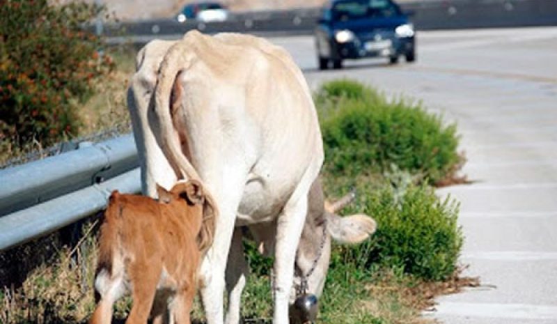 Κόβουν βόλτες  στην Εγνατία!..