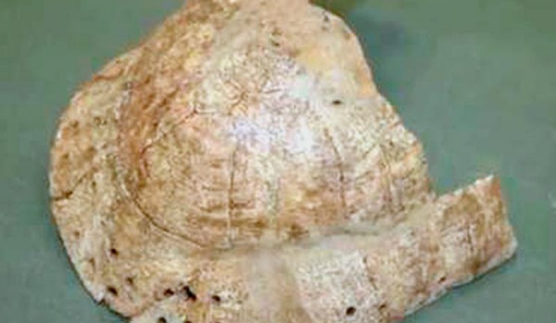 Ένα σπάνιο μουσικό όργανο στη νεκρόπολη Αμβρακίας!