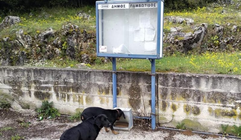 Τοποθετήθηκαν ταϊστρες για τα αδέσποτα  στην πόλη και τις Δημοτικές Ενότητες