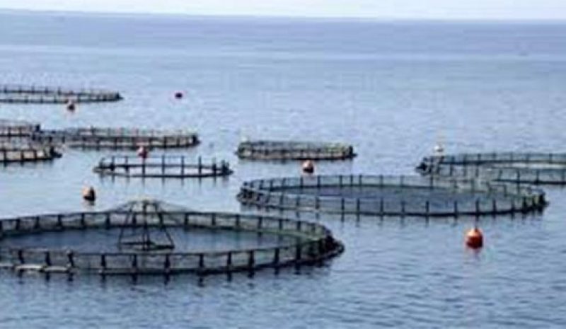 Ο Μ. Κάτσης για τις οικονομικές επιπτώσεις  του κορωνοϊού στις υδατοκαλλιέργειες 