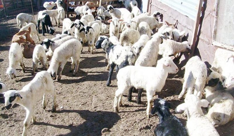 Αντιμέτωποι με το φάσμα της ολικής  καταστροφής οι Ηπειρώτες κτηνοτρόφοι