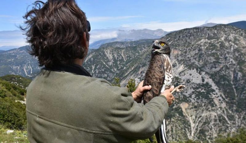 «Γέφυρα» σωτηρίας για δηλητηριασμένο φιδαετό