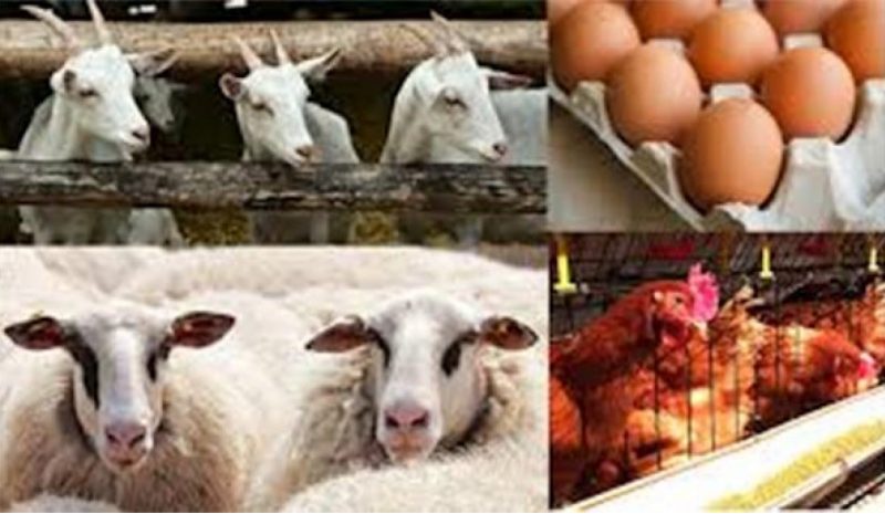 Υποχρεωτική ανά τρεις ημέρες η καταγραφή αποθεμάτων αιγοπρόβειου κρέατος και αυγών