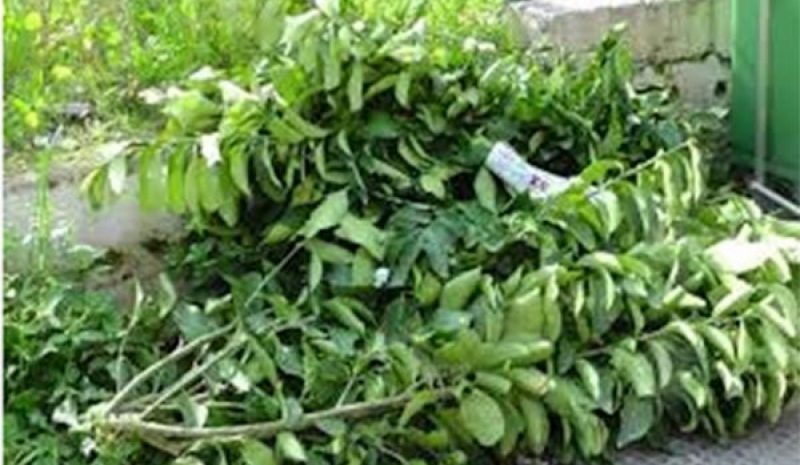 Τους κανονισμούς για τα κλαδέματα και τα  ογκώδη αντικείμενα υπενθυμίζει ο Δ. Αρταίων
