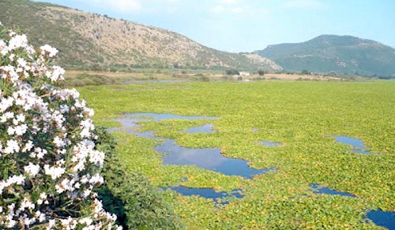 Η λίμνη με τα νούφαρα στο Καλοδίκι Θεσπρωτίας