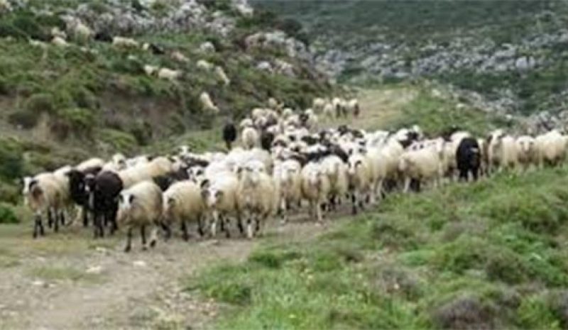 Αποζημιώσεις σε κτηνοτρόφους  με διασταύρωση στοιχείων 