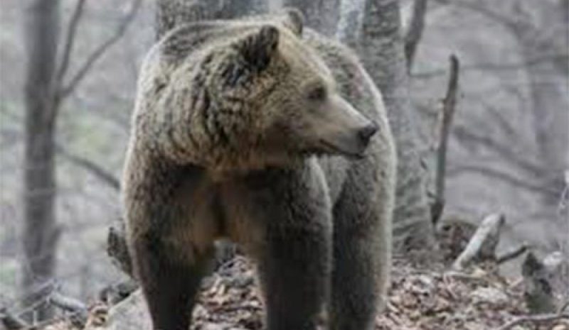 Θύμα των τροχών μια ακόμη αρκούδα