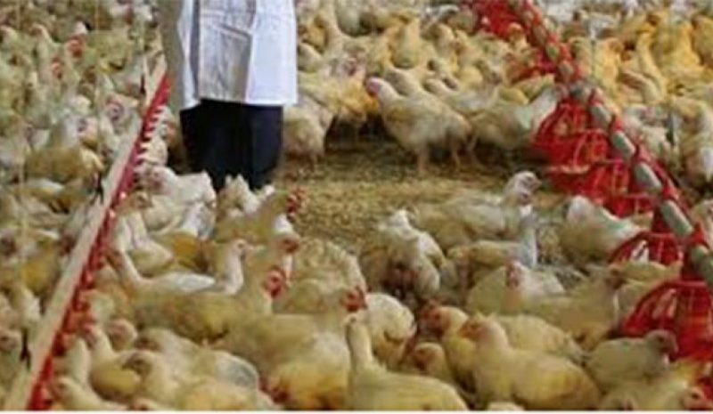 Βουλευτές του ΣΥΡΙΖΑ ζητούν μέτρα για την πτηνοτροφία 