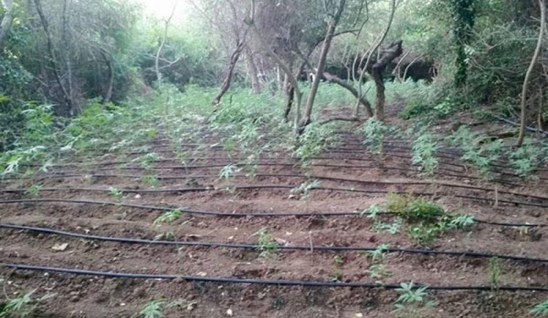 Γιγαντιαία χασισοφυτεία με σχεδόν 2.000 (!) δενδρύλλια στη Φιλιππιάδα
